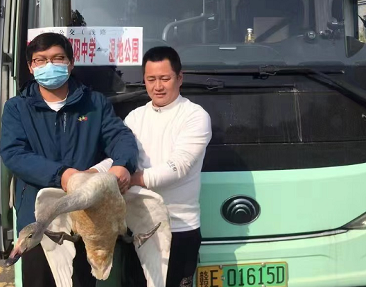 鄱陽長運(yùn):?救助國家二級保護(hù)動物——天鵝